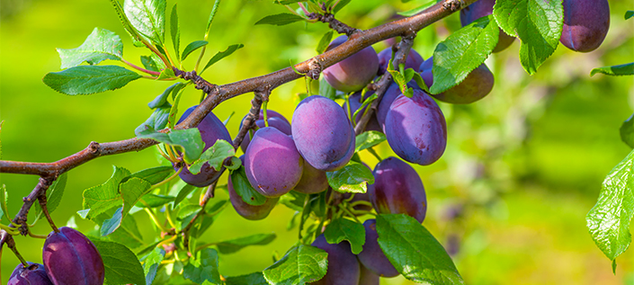 Archives des Pruniers Pépinière Locas