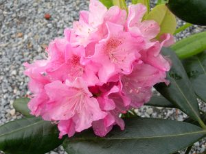 Rhododendron Helsinki University