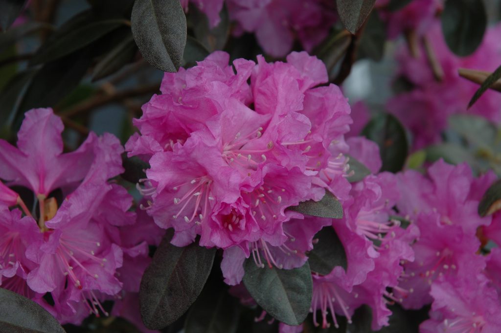 Compact Maximum Rhododendron Rhododendron PJM Compact - Pépinière Locas