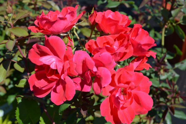 Rosa Knock Out – Image 4
