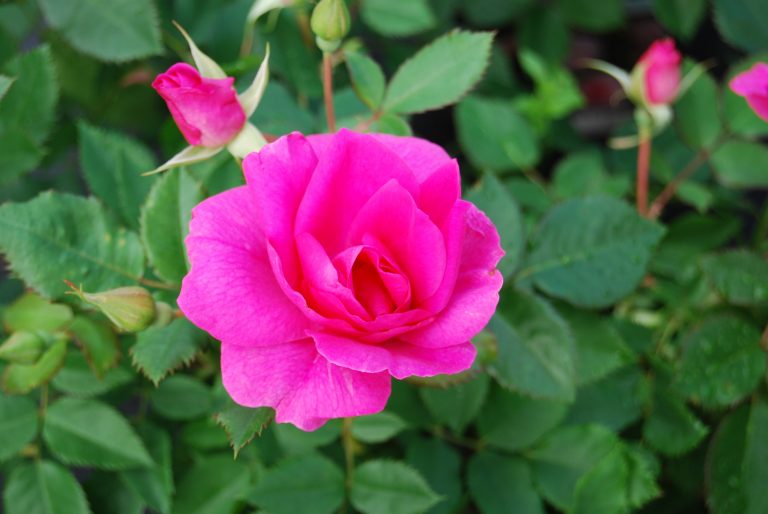 Rosa Félix Leclerc - Pépinière Locas