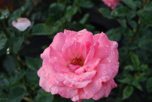 Rosa grandiflora Queen Elizabeth