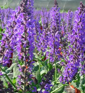 Salvia sylvestris May Night