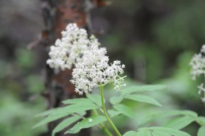 Sambucus canadensis