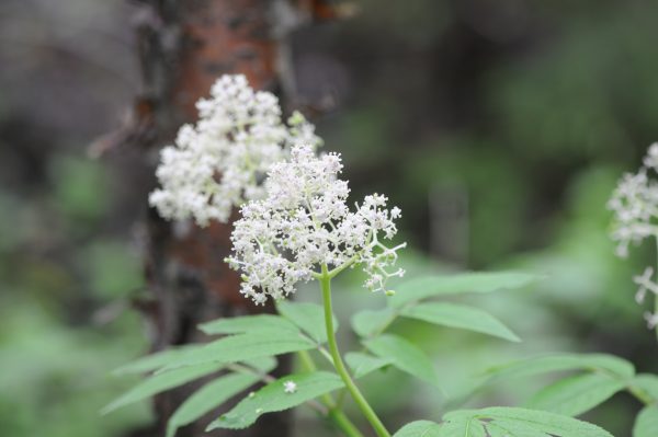 Sambucus canadensis