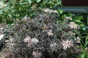 Sambucus nigra Black Lace