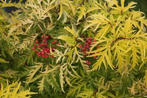 Sambucus racemosa Lemony Lace