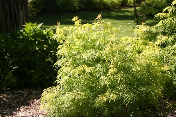 Sambucus racemosa Lemony Lace – Image 2