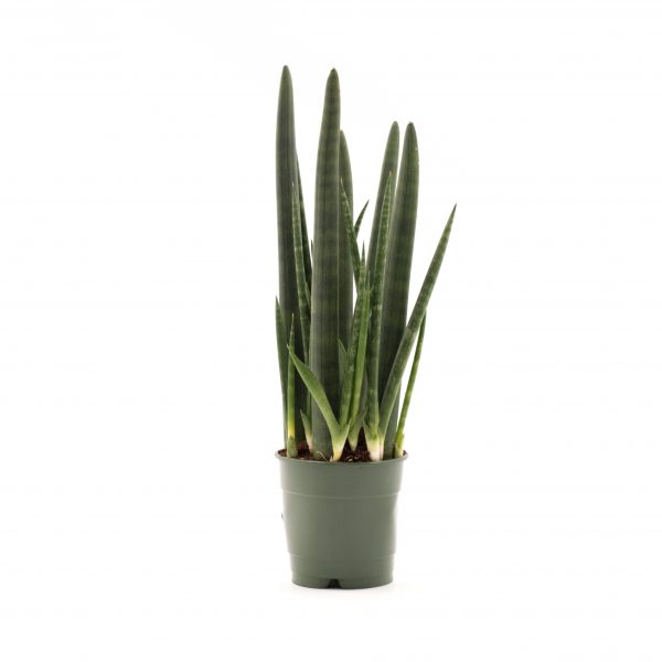 Sansevieria cylindrica