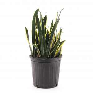 Sansevieria trifasciata  Black Gold