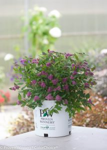 Spiraea japonica Double Play Artisan