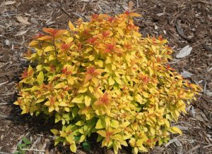 Spiraea japonica Double Play Candy Corn