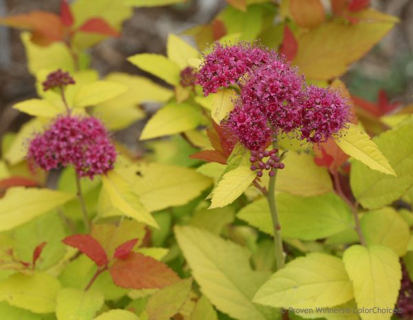 Spiraea japonica Double Play Candy Corn – Image 2