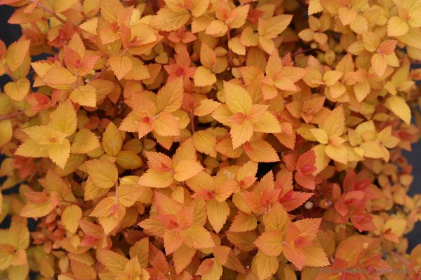 Spiraea japonica Double Play Candy Corn – Image 3