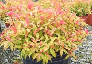 Spiraea japonica Flaming Mound