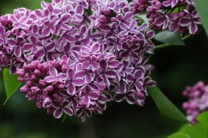 Syringa vulgaris Sensation