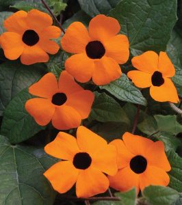 Thunbergia Alata Orange Beauty