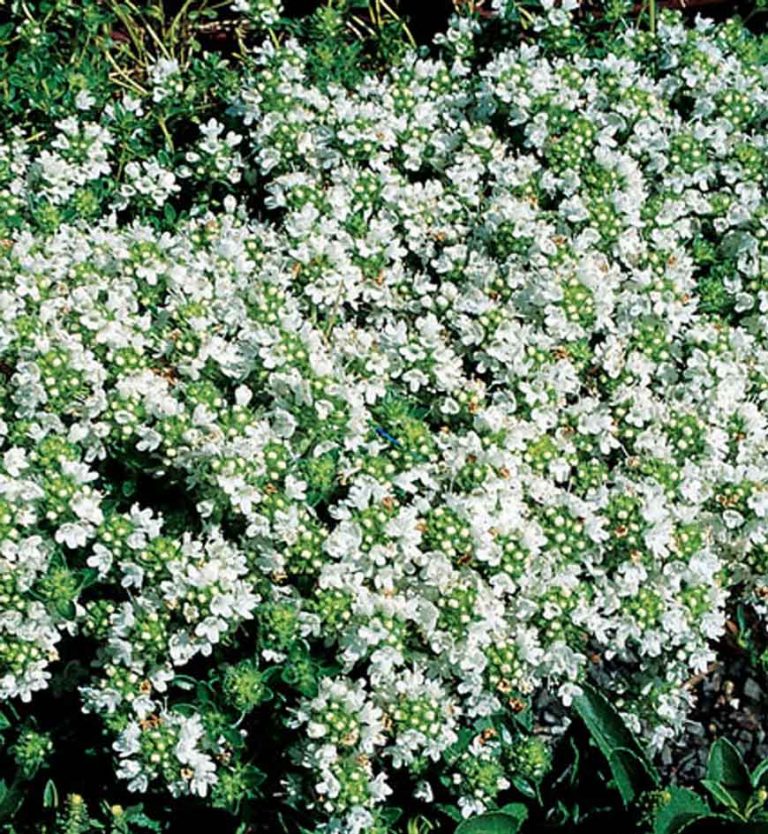 Thymus serpyllum Albus Pépinière Locas