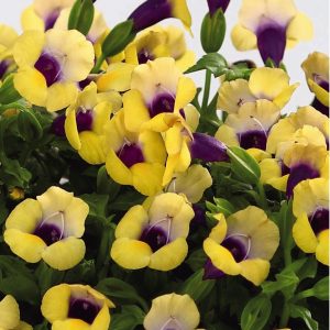 Torenia  Summer wave  Bouquet Gold