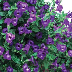 Torenia  Summer wave  Large Violet