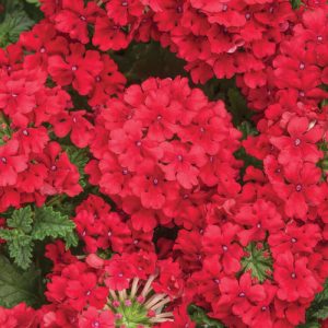 Verbena Superbena Red