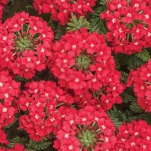 Verbena Superbena Scarlet Star