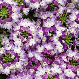 Verbena Superbena Sparkling Amethyst