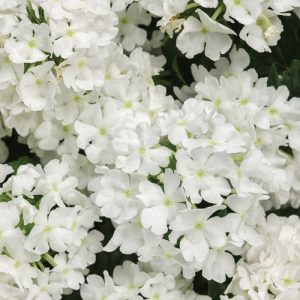 Verbena Superbena Whiteout