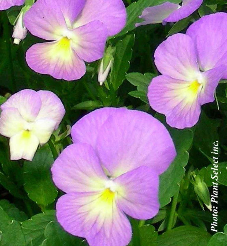 Viola cornuta Celestial Starry Night Pépinière Locas