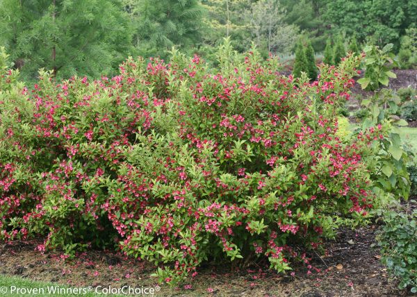 Weigela florida Ghost