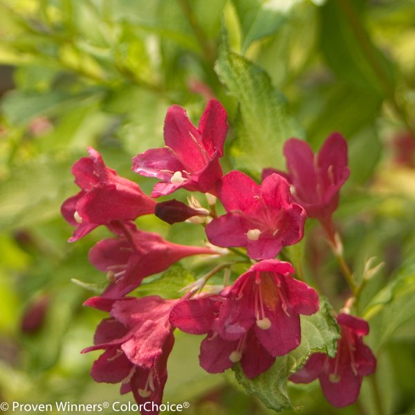 Weigela florida Ghost – Image 2