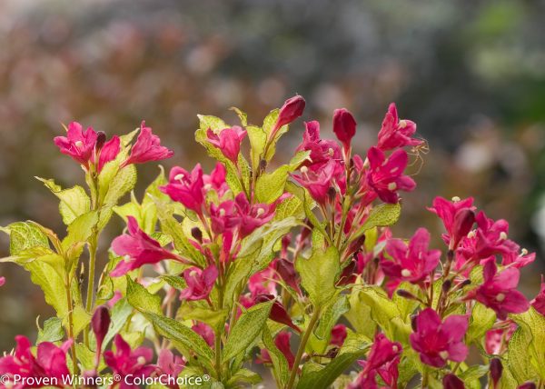 Weigela florida Ghost – Image 3