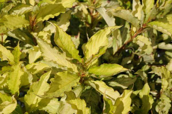 Weigela florida Ghost – Image 4