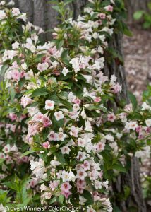 Weigela florida Sonic Bloom Pearl