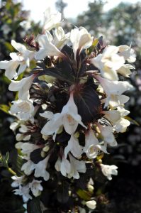 Weigela Tuxedo