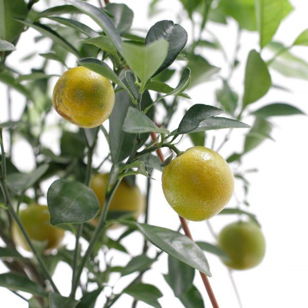 Citrus calamondin
