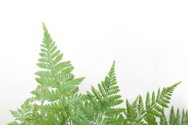 Davallia fejeensis – Image 3