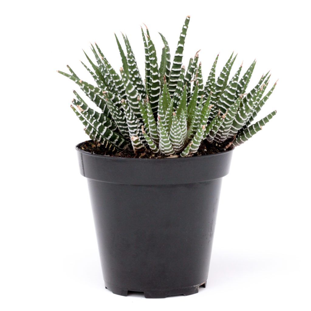 Haworthia attenuata Zebrina Pépinière Locas