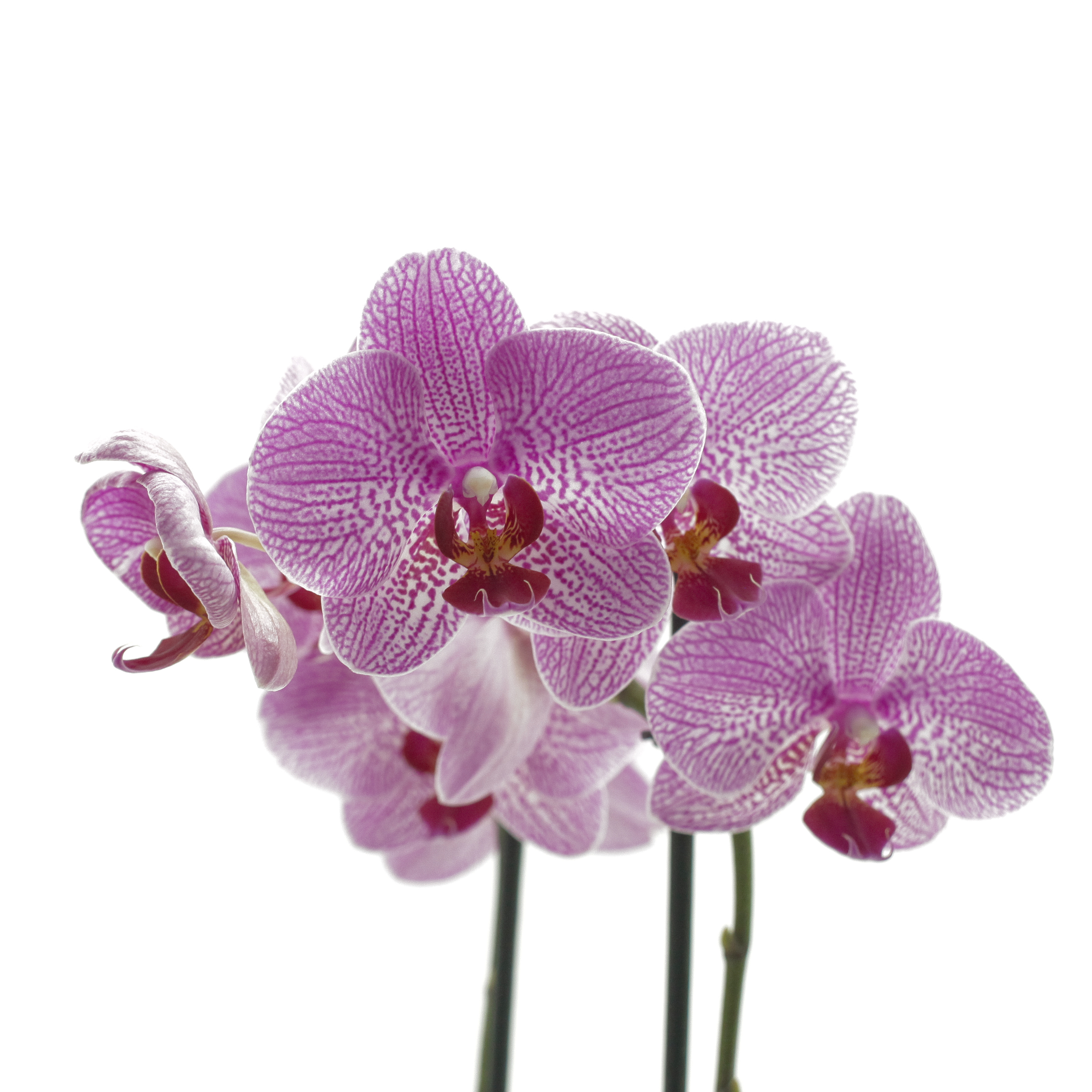 Orchidee Phalaenopsis Pepiniere Locas