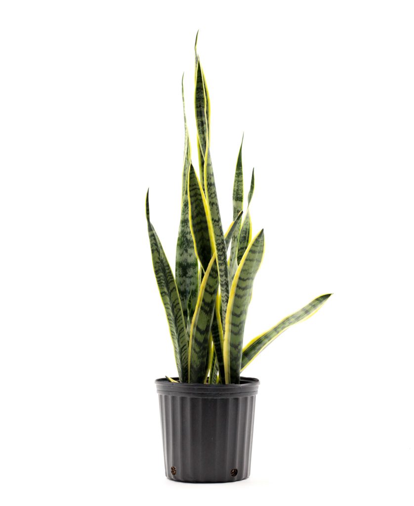 Sansevieria trifasciata Moonshine Plante solitaire en pot de 17 cm Hauteur env. 50 cm Sansevieria trifasciata Moonshine Plante solitaire en pot de 17 cm Hauteur env. 50 cm