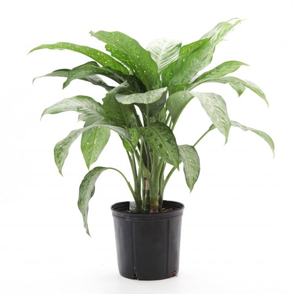 dieffenbachia memoria corsii dieffenbachia memoria corsii