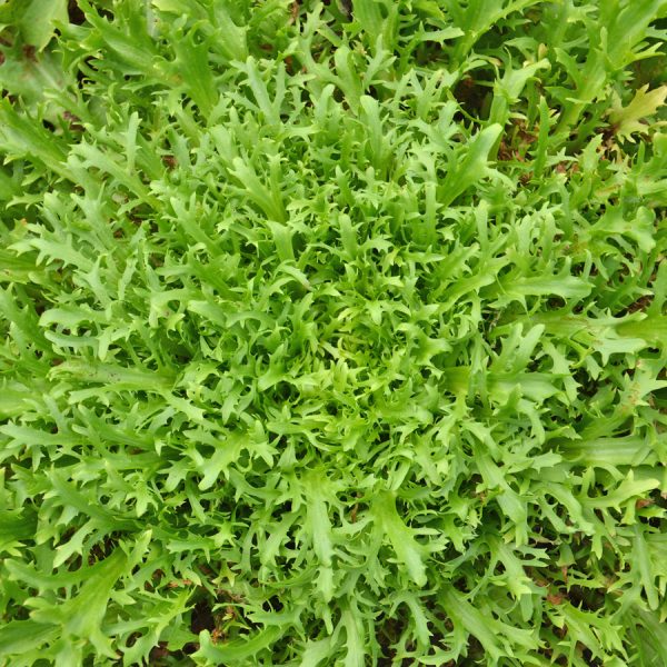 Chicorée Très fine maraîchère - Bio - Jardins Écoumène