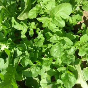 Roquette de jardin -bio- Jardins Écoumène