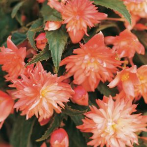 Begonia Bellaconia Soft Orange