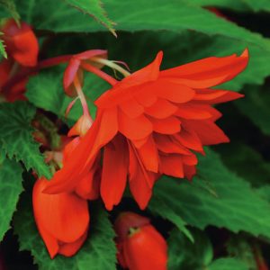 Begonia Bellaconia Hot Orange