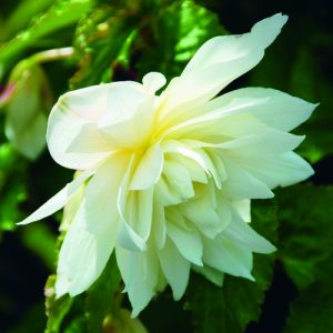 Begonia Bellaconia Snow