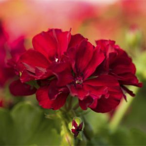 Geranium Calliope Burgundy