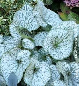 Brunnera macrophylla Alexander’s Great