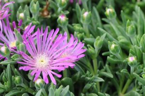 Delosperma John Profitt