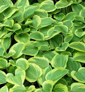 Hosta Golden Tiara